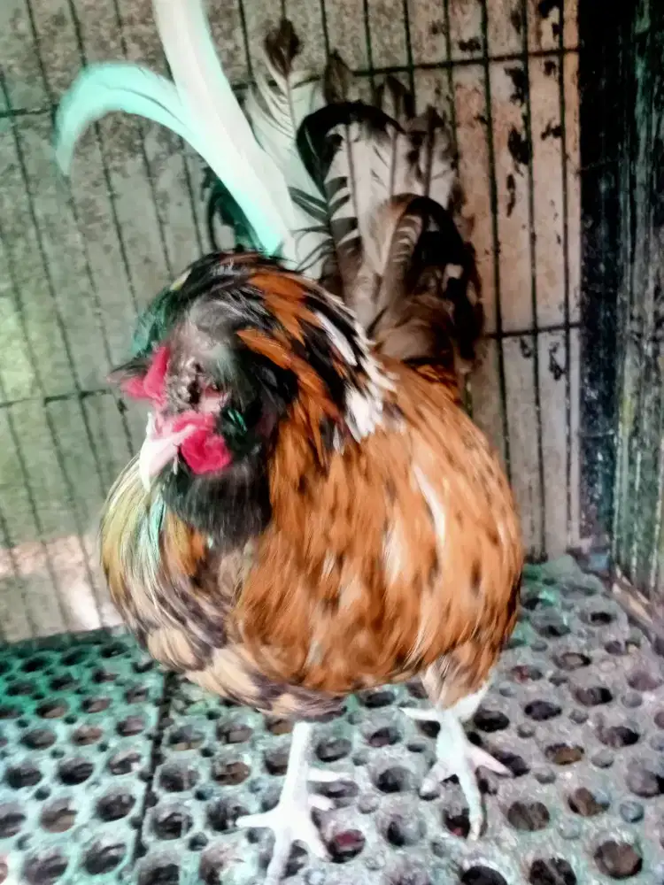 1 jantan dewasa ayam Poland dan 1 jantan ayam Kate. Warna antik smuaa