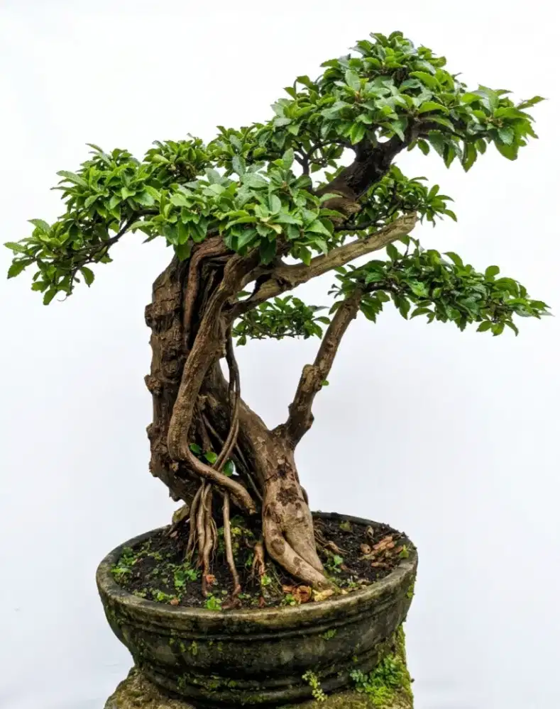 Bonsai teh tehan tua