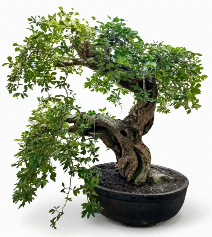 Bonsai asem kranji varigata