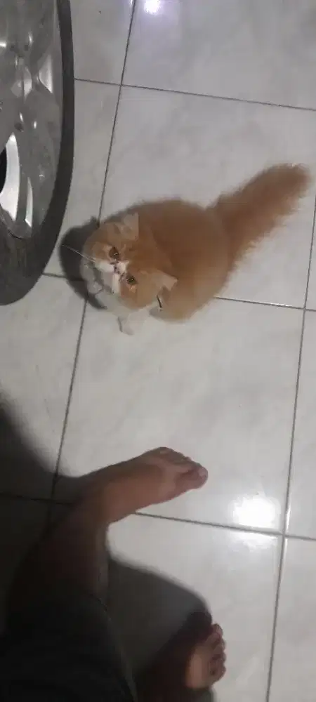 Kucing persia betina
