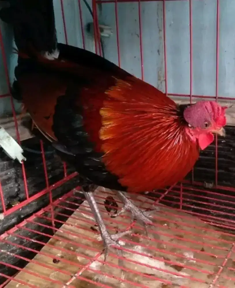 ayam hutan merah jawa/kasintu rawatan tos makan layer