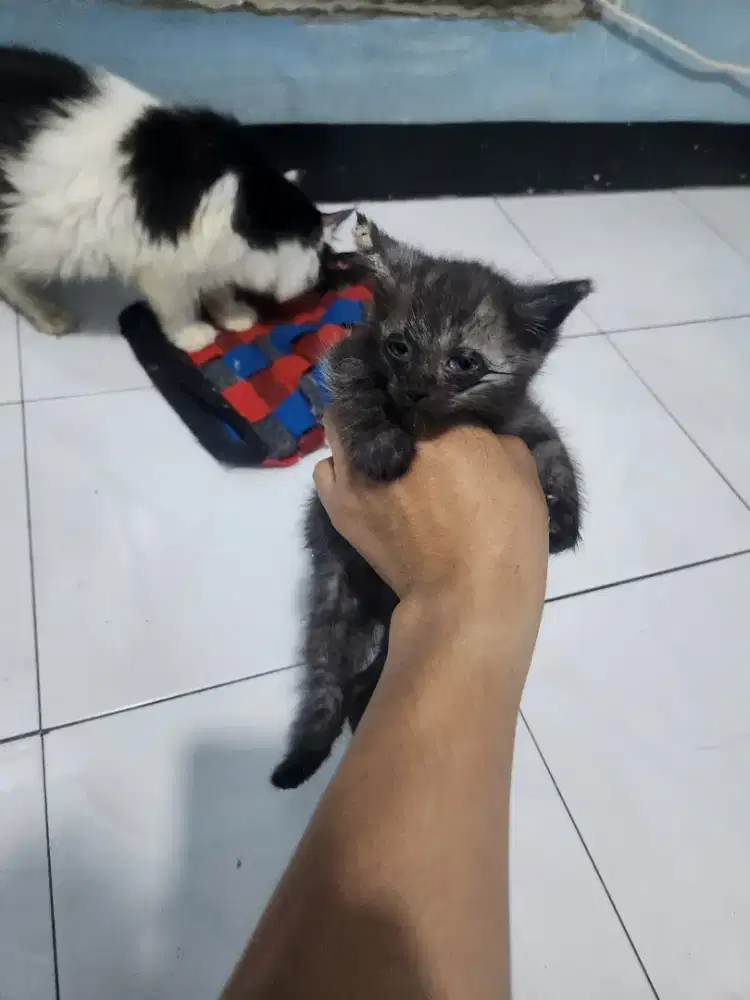 Anak kucing persia