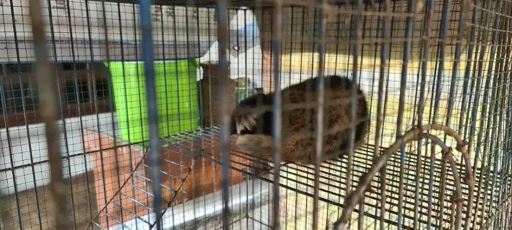 Musang pandan jinak