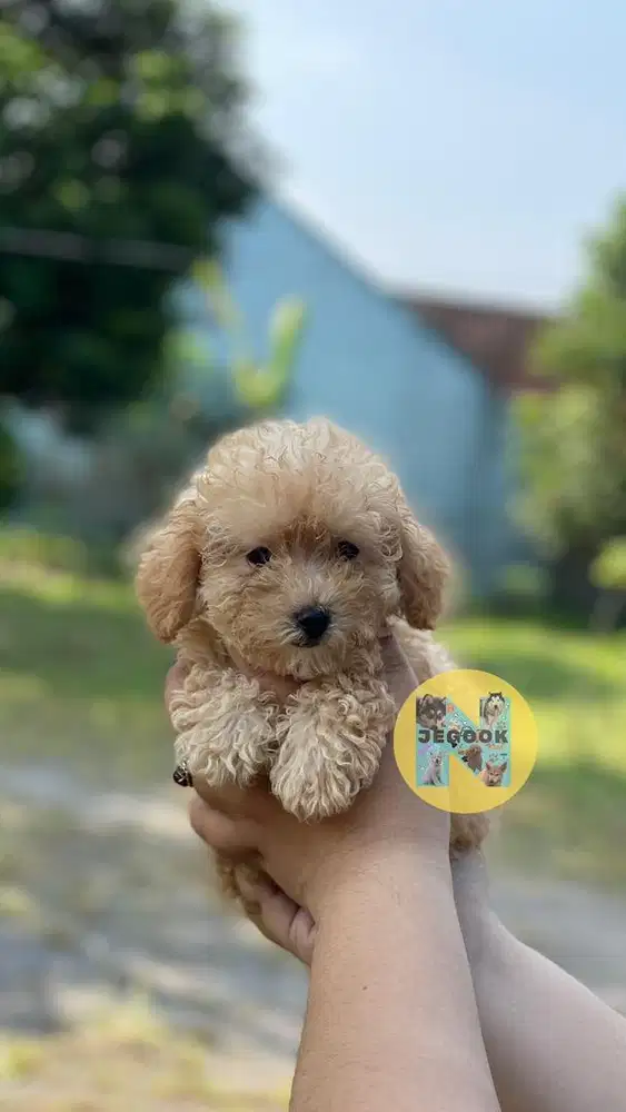 Tiny Cute Poodle