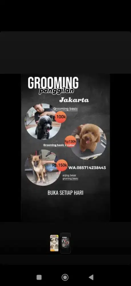 Jasa grooming panggilan grooming anjing grooming datang kerumah art
