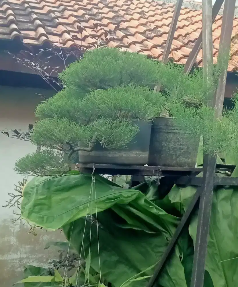 Bonsai Cemara Udang air terjun cascade