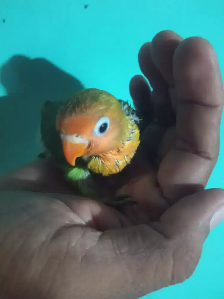 Seekor lovebird lolohan