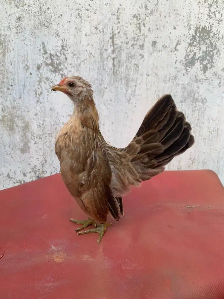Serama betina asli