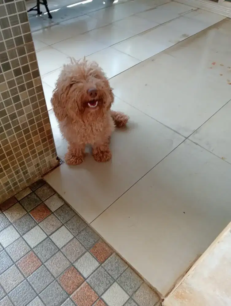 Poodle jantan ganti pakan