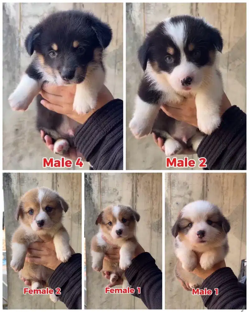 Corgi puppy stambum vaksin