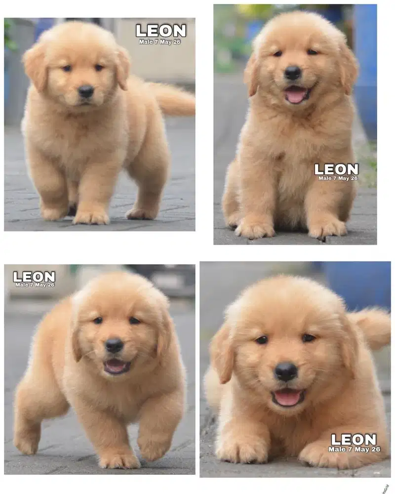 Golden retriever puppy stambum