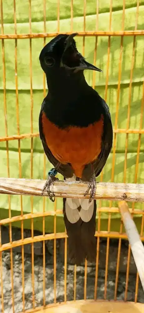 muray gacor paruh celah kaki hitam