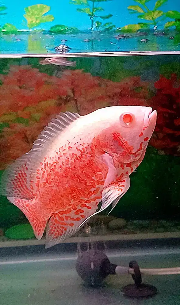 Ikan oscar albino red jaguar thailand