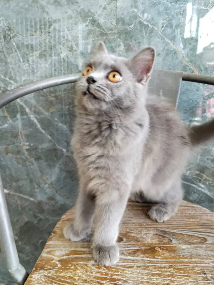 Kitten British Shorthair Jantan Betina Lucu & Sehat
