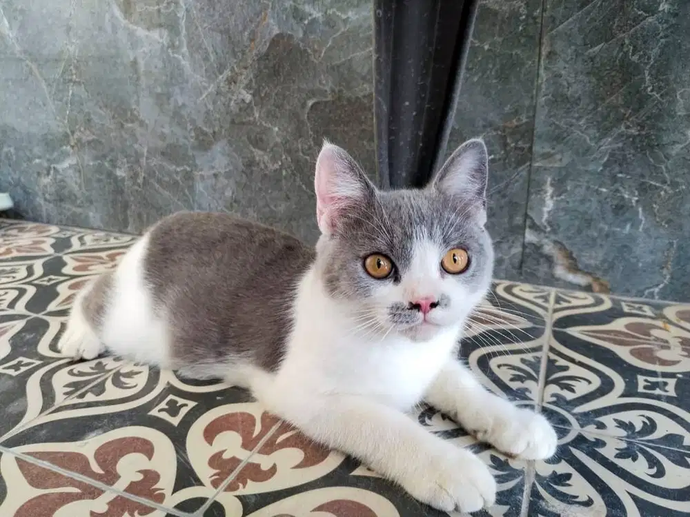 Kitten British Shorthair Jantan Lucu & Sehat