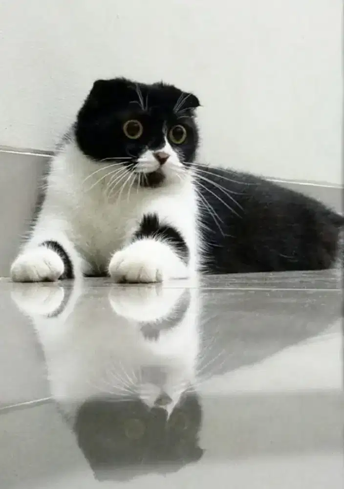 Betina Scottish fold dikawin BSH
