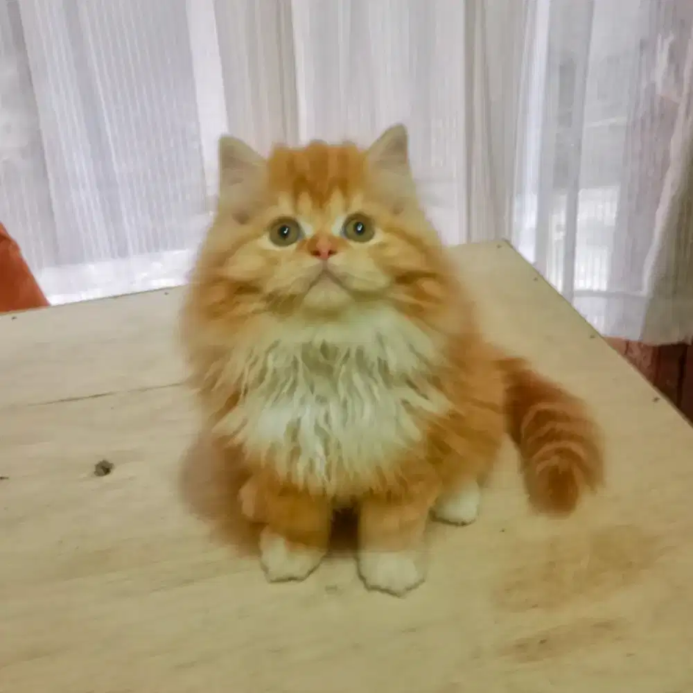 Kucing Persia Flatnose