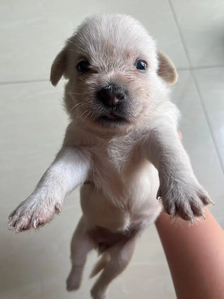 JUAL CEPAT ANAK ANJING DEPOK