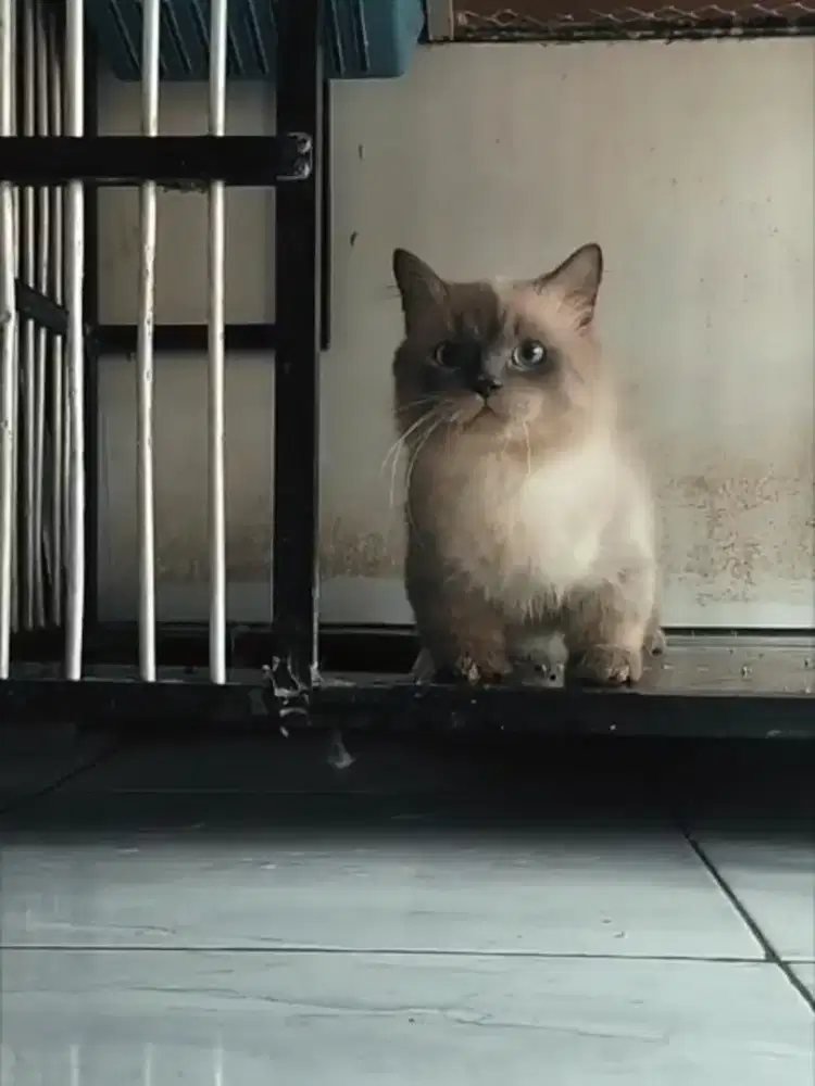 Munchkin Rughugger gemoy jantan doyan kawin