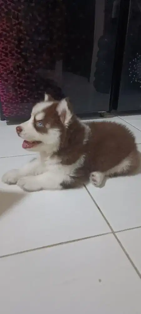 Dijual Husky umur 2 bln