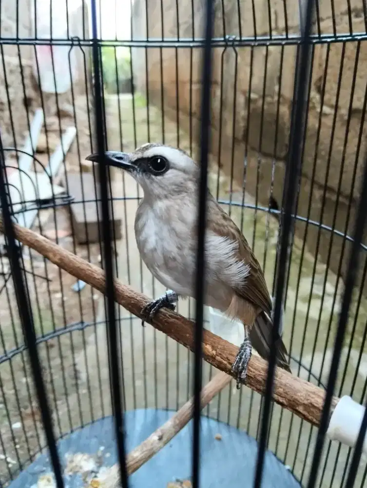Burung trucuk jinak