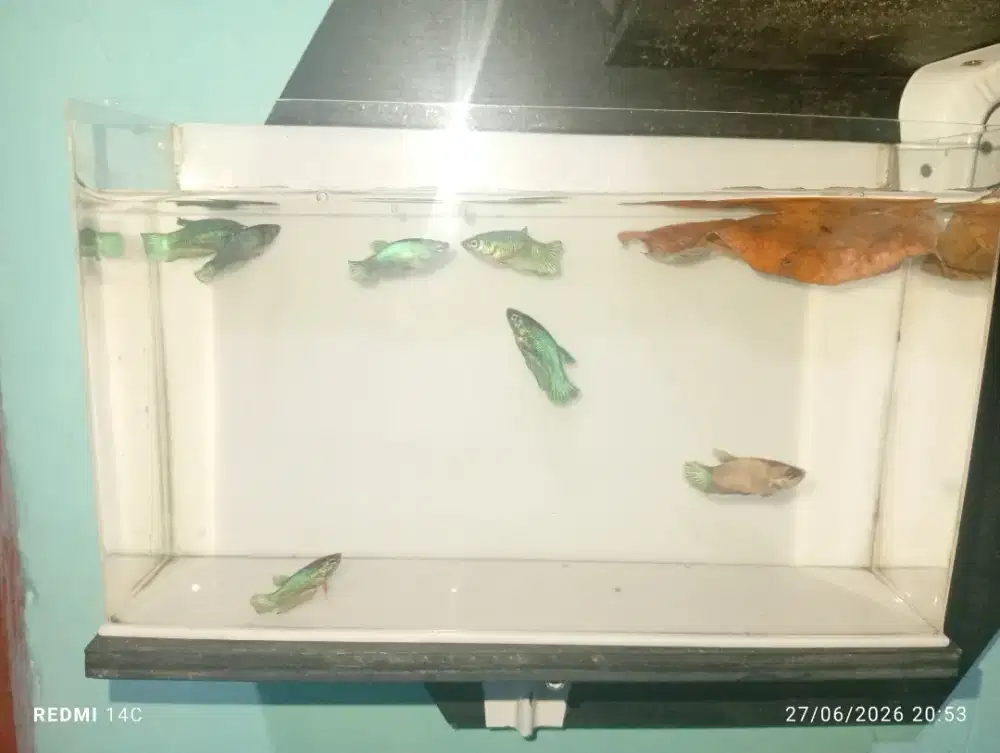 Anakan ikan cupang umur 3 bulan