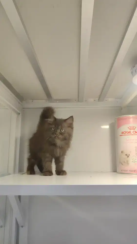 Kucing kitten persua black choco