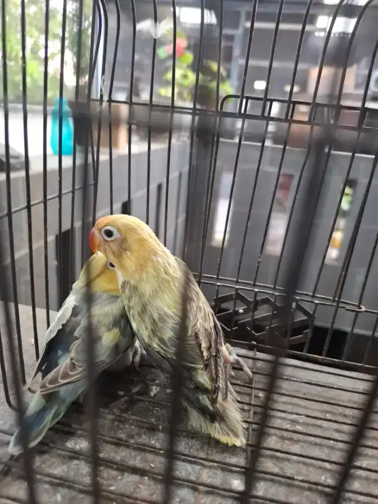 Love bird prediksi selasang