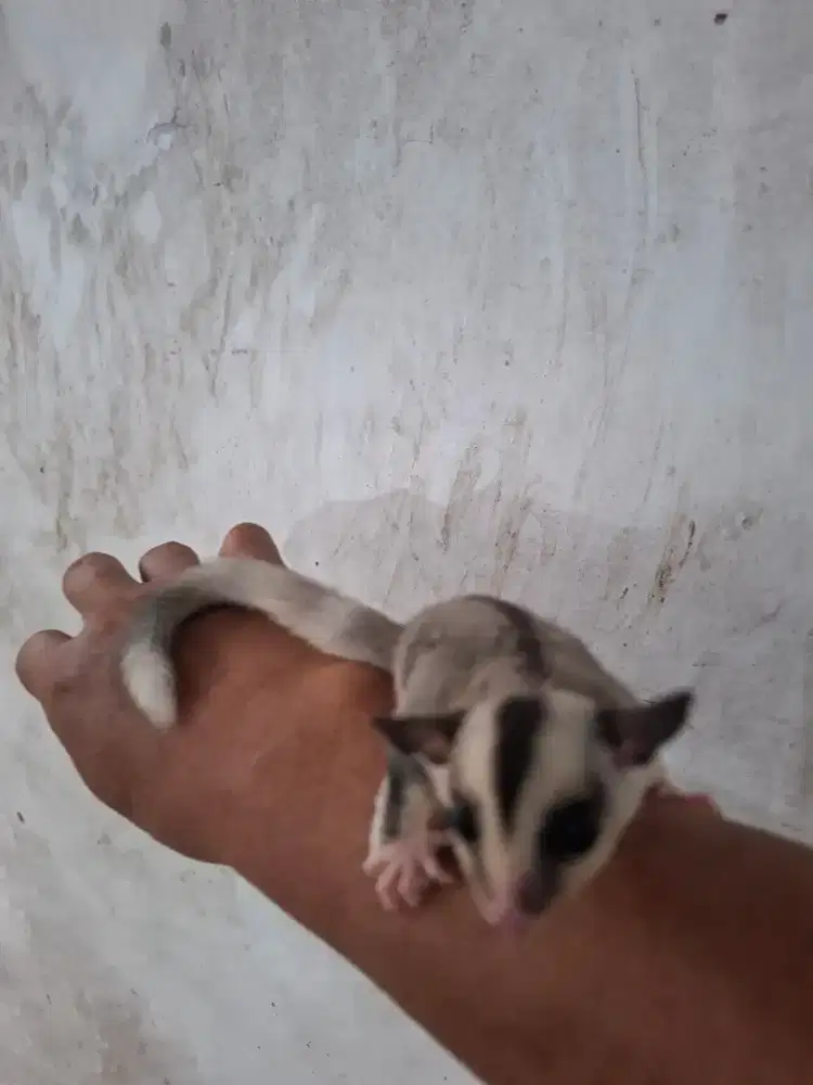 Sugar glider 1.5 bln betina ringtail