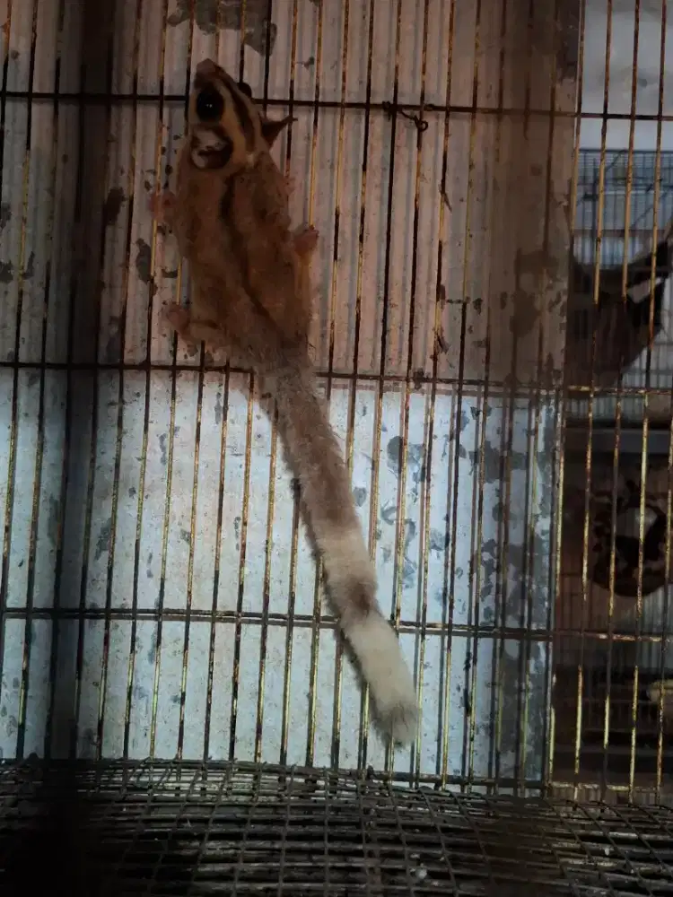 Sugar glder betina 10bln ringtail