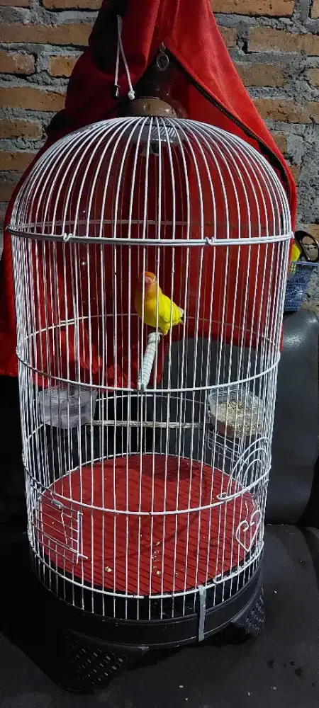 Lovebird Lutino MH