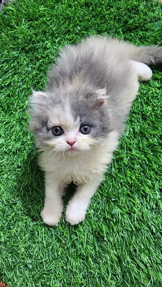 Kucing flatnose kitten