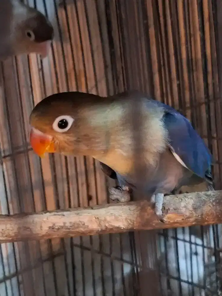 Love bird pb blue minus kaki