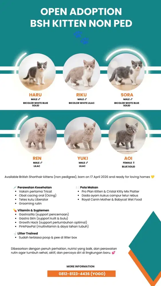 OPEN ADOPTION – British Shorthair (BSH) Kitten Non Pedigree