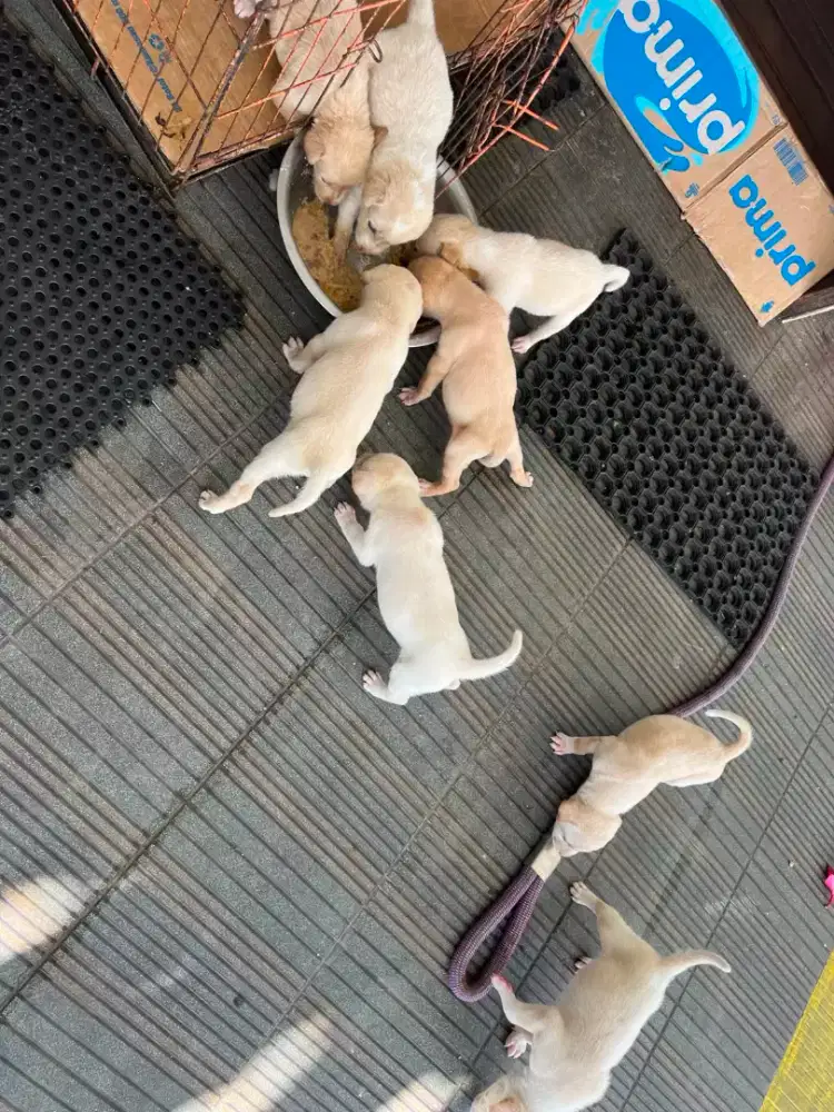 Jual anak an anjing Labrador mix anjing kintamani.