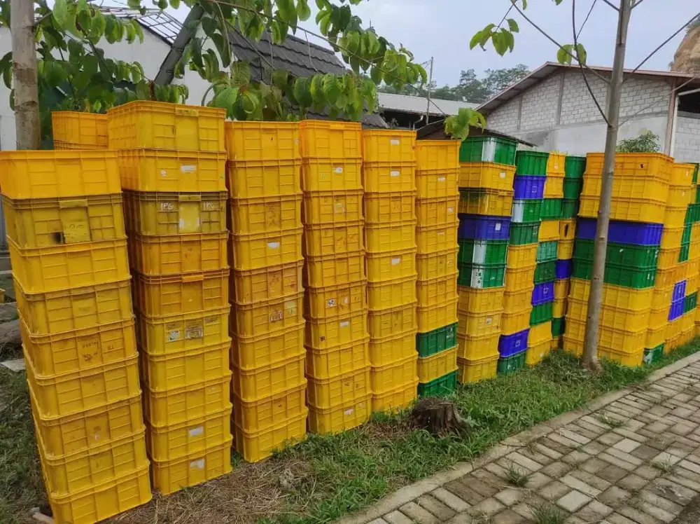 Jual Box Rabbit 2033