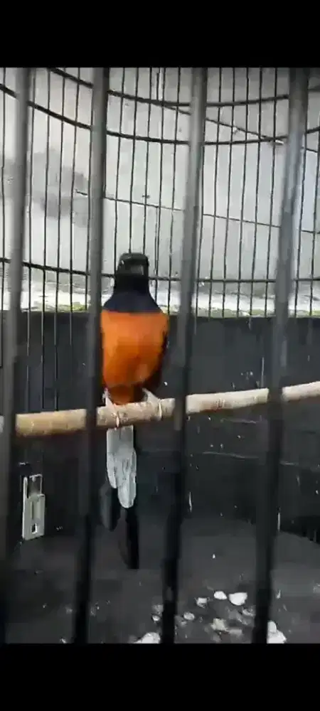 Burung murai pastol