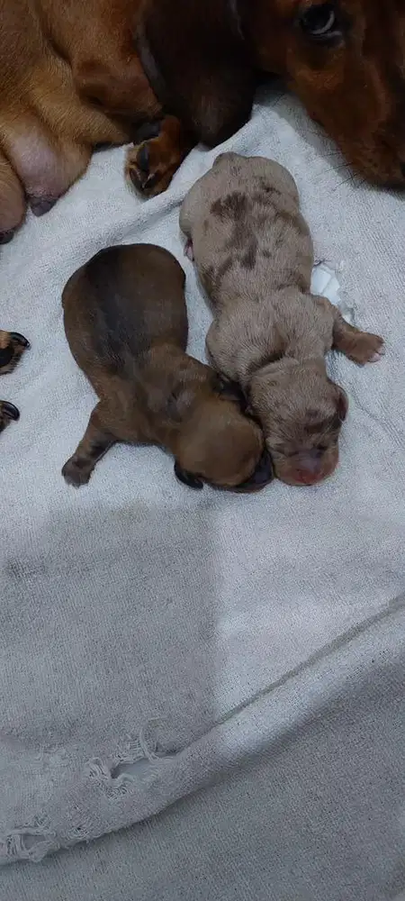 Open Adopt Pure Tekel 3 Cewe