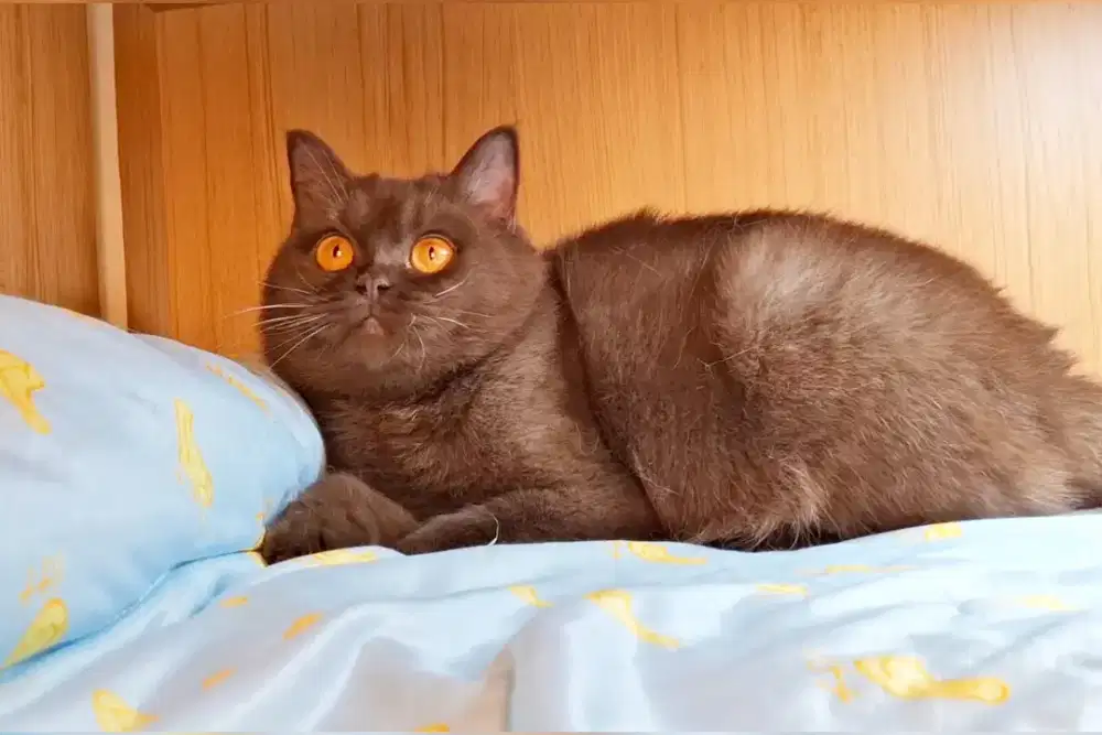 Kucing British Shorthair BSH