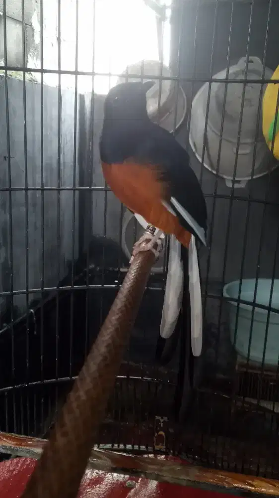 Burung murai gacor