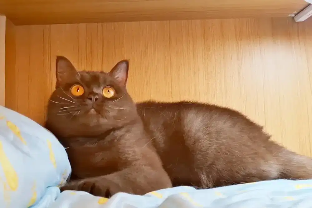 Kucing British Shorthair Betina