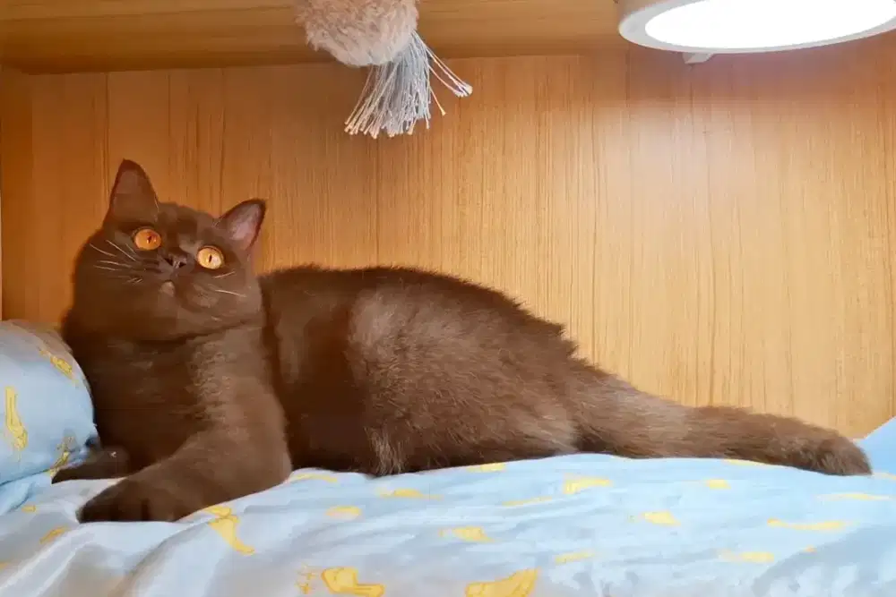 Kucing Bsh British Shorthair