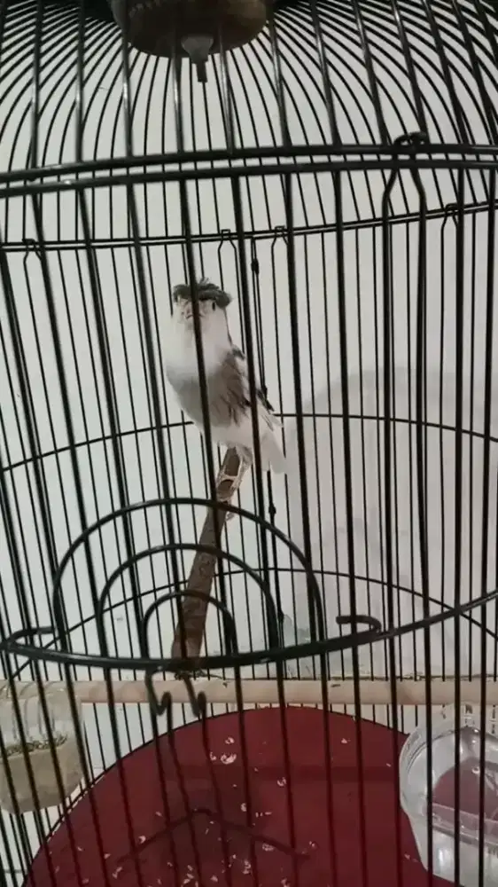 kenari panda jambul gacor