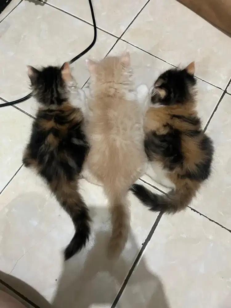 DIJUAL KITTEN PERSIA – SEHAT & SUPER GEMOY