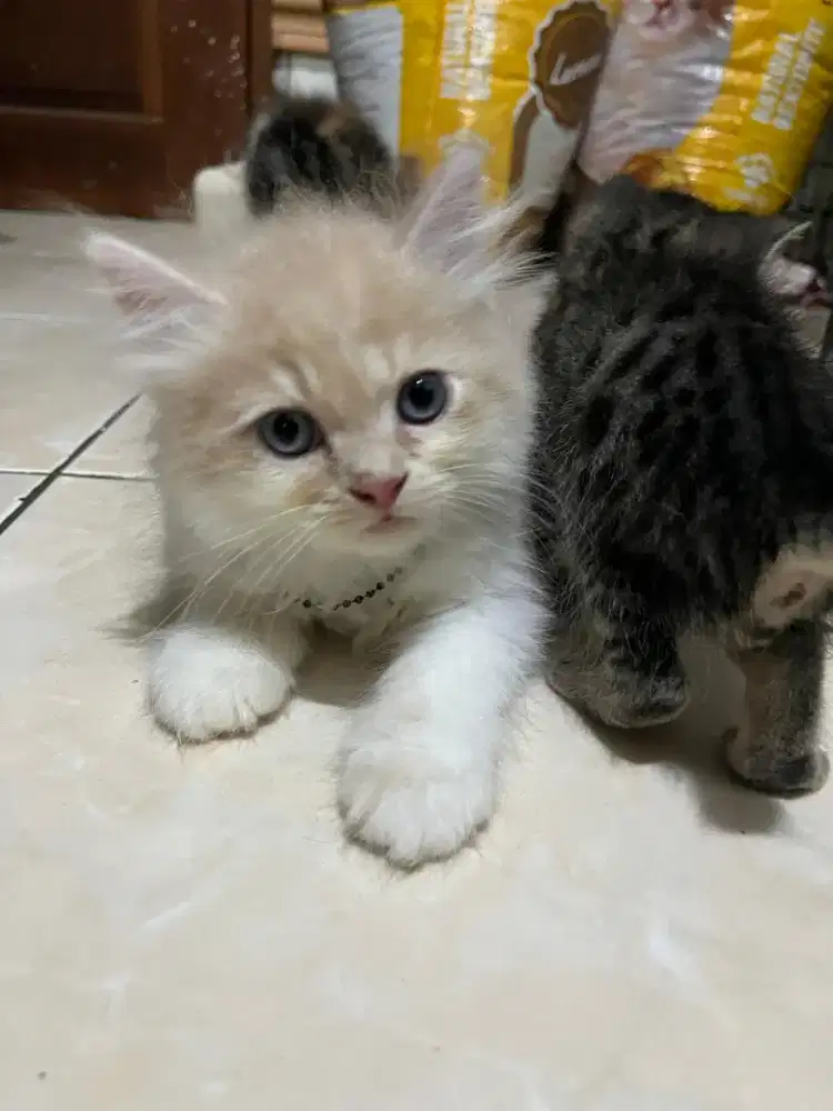 DIJUAL KITTEN PERSIA – SEHAT & SUPER GEMOY