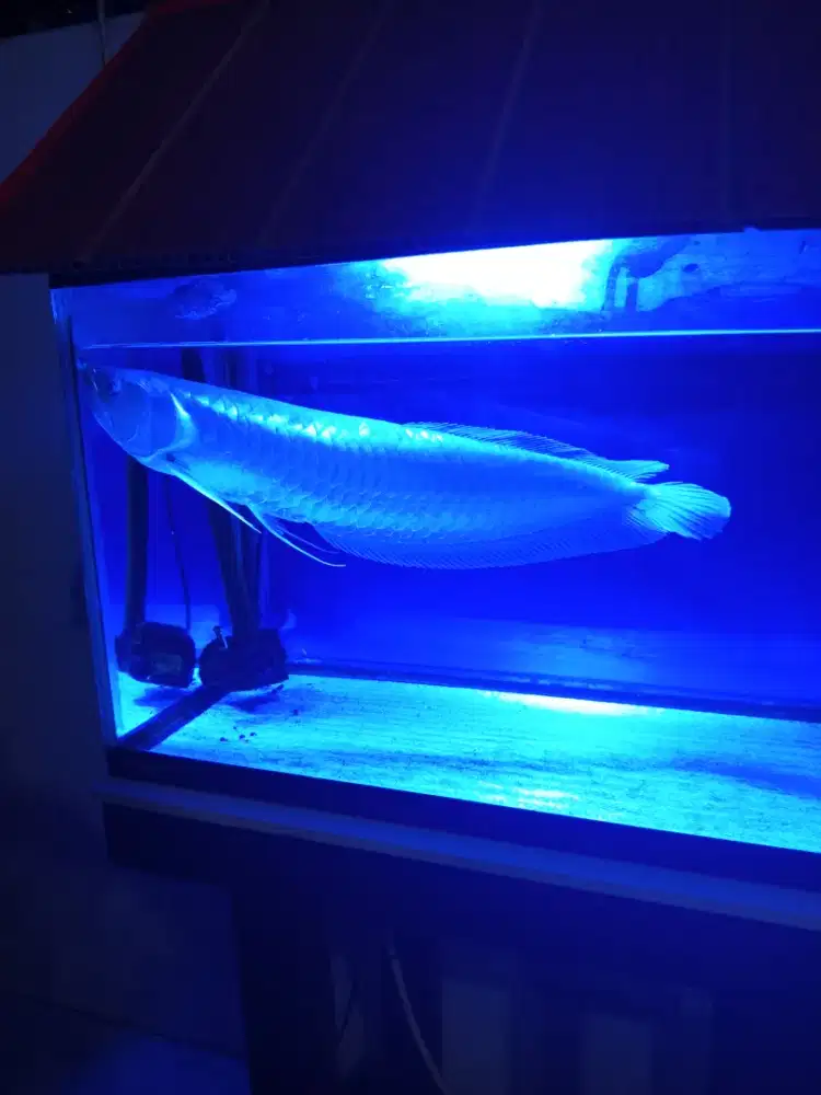 Jual ikan arwana.silver red