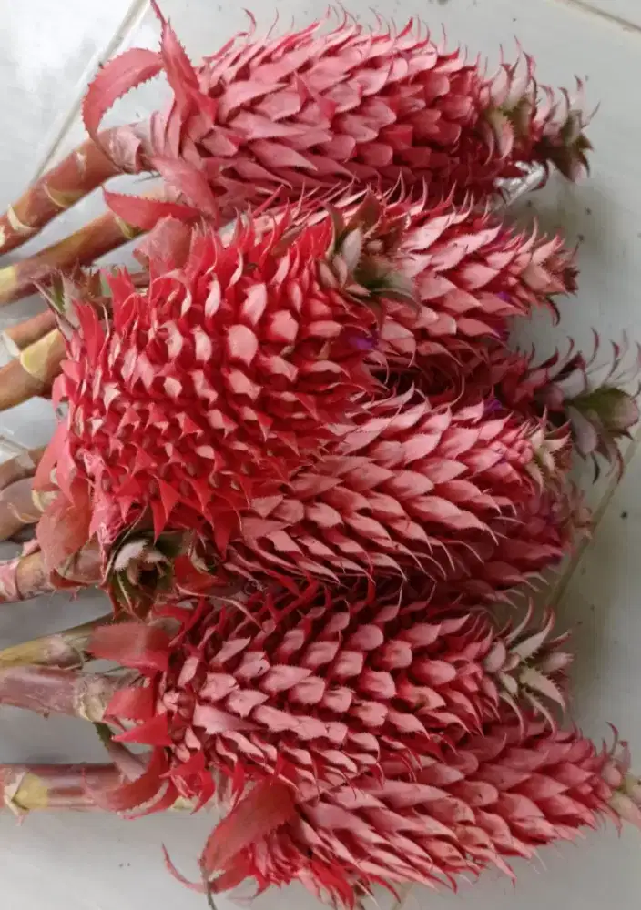 Jual nanas muda / nanas merah segar