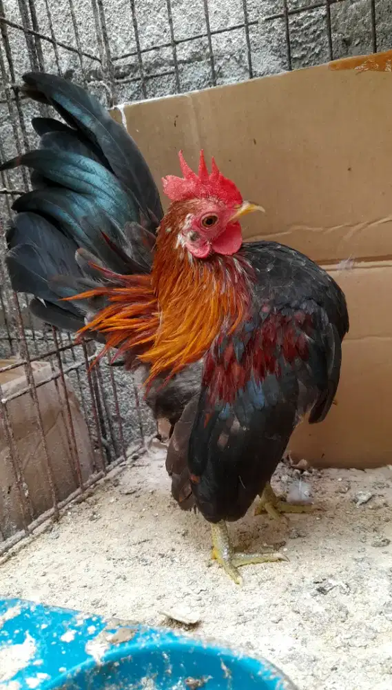 Serama remaja jantan