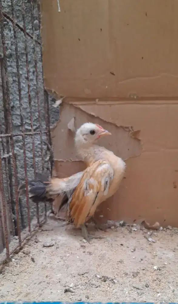 Serama 2,5bl Jantan Betina Ready
