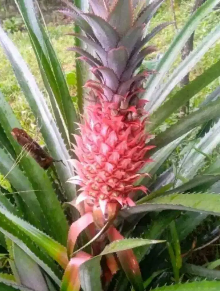 Jual nanas muda / nanas merah fresh